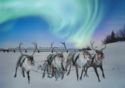 Reindeer and Northern Light. Bridge over Pechora in background