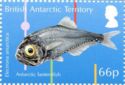 Antarctic Lanternfish (Electrona antarctica)