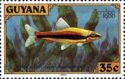 Golden Pencilfish (Nannostomus beckfordi)