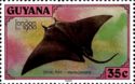 Manta Ray (Manta birostris)