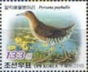 Band-bellied Crake (Porzana paykullii)