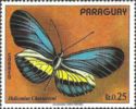 Brush-footed Butterfly (Heliconius chestertoni)