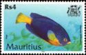 Blue Mauritius Angelfish (Centropyge debelius)