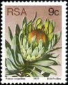 Silver Sugarbush (Protea roupelliae)