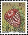 Ladismith Sugarbush (Protea aristata)