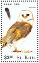 Barn Owl (Tyto alba)