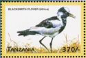 Blacksmith Plover (Vanellus armatus)