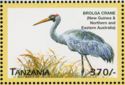 Brolga (Grus rubicunda)