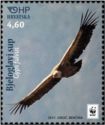 Griffon Vulture (Gyps fulvus)