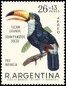 Toco Toucan (Ramphastos toco)