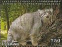 Pallas's Cat (Felis manul)