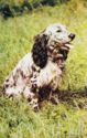 Spaniel