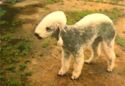Bedlington Terrier