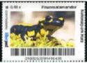 National Park Harz, Common Fire Salamander (Salamandra salam