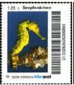 Seahorse (Hippocampus sp.)