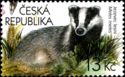 European Badger (Meles meles)