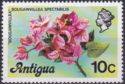 Bougainvillea (Bougainvillea spectabilis)