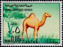 Dromedary (Camelus dromedarius)