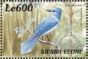 African Blue Flycatcher (Elminia longicauda)