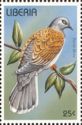 European Turtle Dove (Streptopelia turtur)