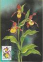 Cypripedium calceolus