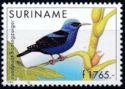 Red-legged Honeycreeper (Cyanerpes cyaneus)