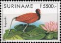Wattled Jacana (Jacana jacana)