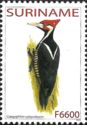 Crimson-crested Woodpecker (Campephilus melanoleucos)