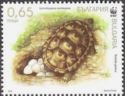 Spur-thighed Tortoise (Testudo graeca)