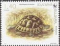 Spur-thighed Tortoise (Testudo graeca)