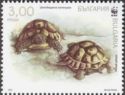 Spur-thighed Tortoise (Testudo graeca)