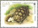 Spur-thighed Tortoise (Testudo graeca)