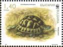 Spur-thighed Tortoise (Testudo graeca)