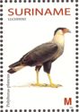 Crested Caracara (Polyborus plancus)