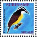 Great Kiskadee (Pitangus sulphuratus)