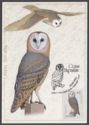 Barn Owl (Tyto alba)