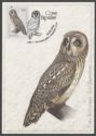 Short-eared Owl (Asio flammeus)
