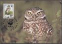 Burrowing Owl (Athene cunicularia)