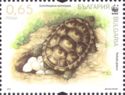 Spur-thighed Tortoise (Testudo graeca)