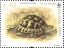 Spur-thighed Tortoise (Testudo graeca)