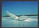 Snowy Owl (Bubo scandiacus)