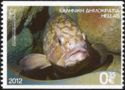 Dusky Grouper (Epinephelus marginatus)