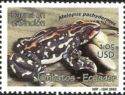 Schmidt's Stubfoot Toad (Atelopus pachydermus)