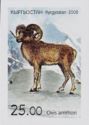 Altai Argali (Ovis ammon)
