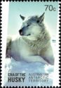 White Husky (Canis lupus familiaris)