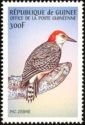 Red-bellied Woodpecker (Melanerpes carolinus)