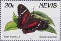 Red Anartia (Anartia amathea)