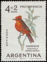 Vermilion Flycatcher (Pyrocephalus rubinus rubiinus)