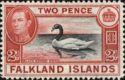 Black-necked Swan (Cygnus melanocoryphus)