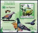 Madagascar Green-Pigeon (Treron australis)